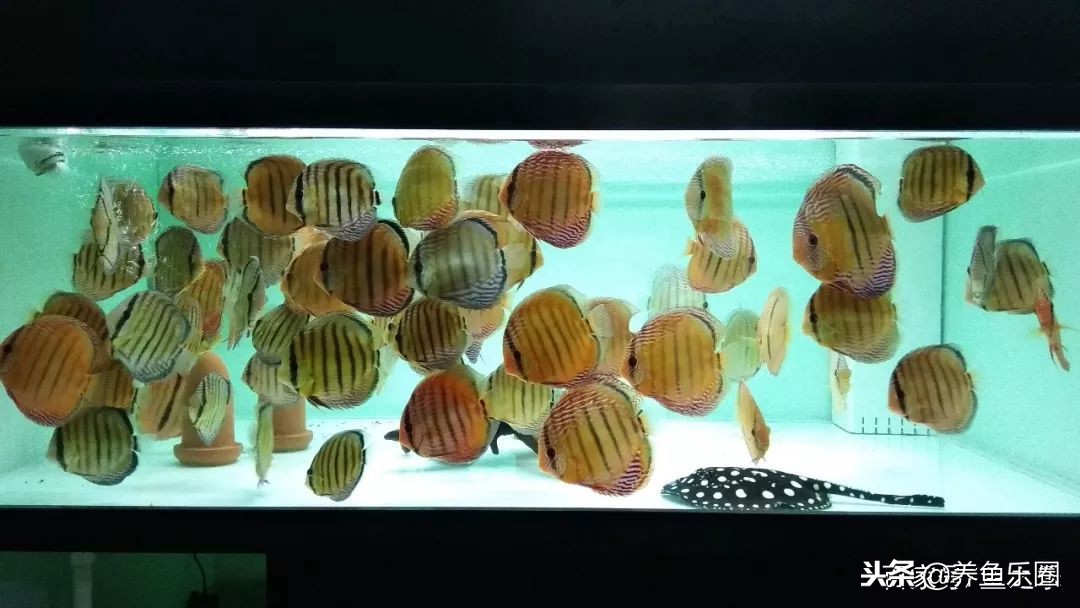 这位土豪家的渔场，光滤材就花了500多万，你确定不要见识一下？