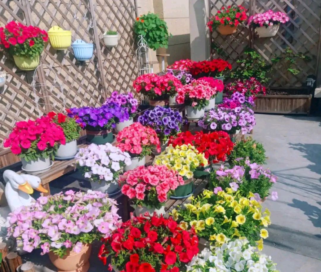 这“38种花”,当你开始收集品种时,你已入坑颇深