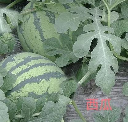 锰肥的作用,锰肥对植物的功效与作用