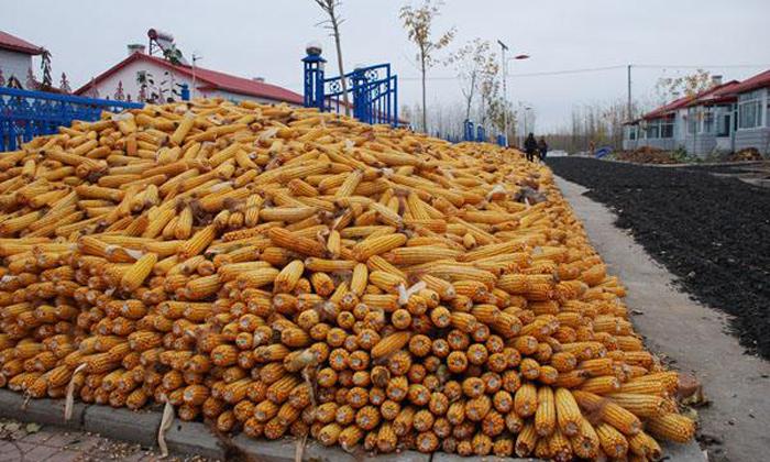 酿酒设备厂家酿酒技术讲解,雅大酿酒设备厂白酒酿造全过程