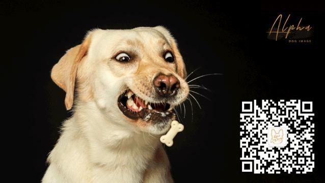 Pick到一家宝藏「宠物写真馆」!福利已谈好,铲屎官快冲鸭