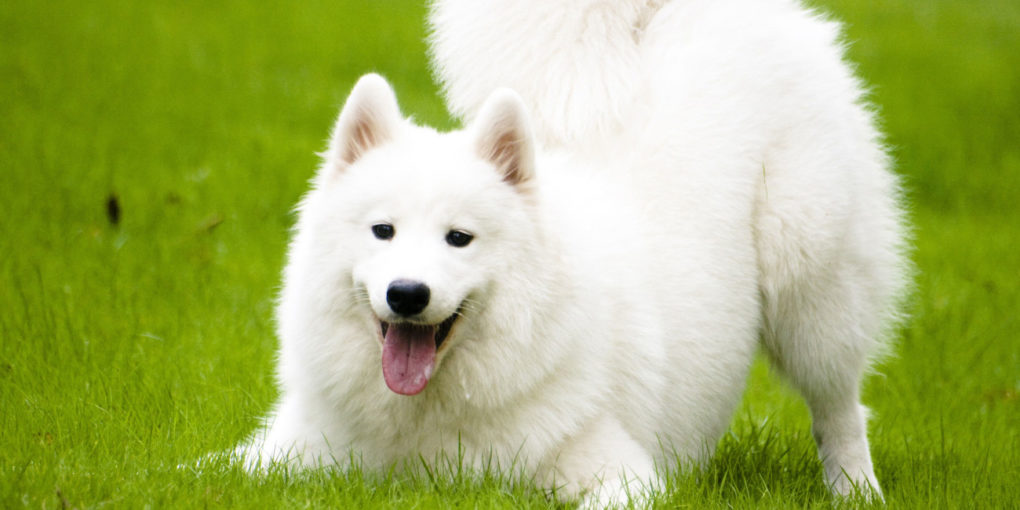 萨摩耶应该怎么挑选幼犬,最萌萨摩耶犬