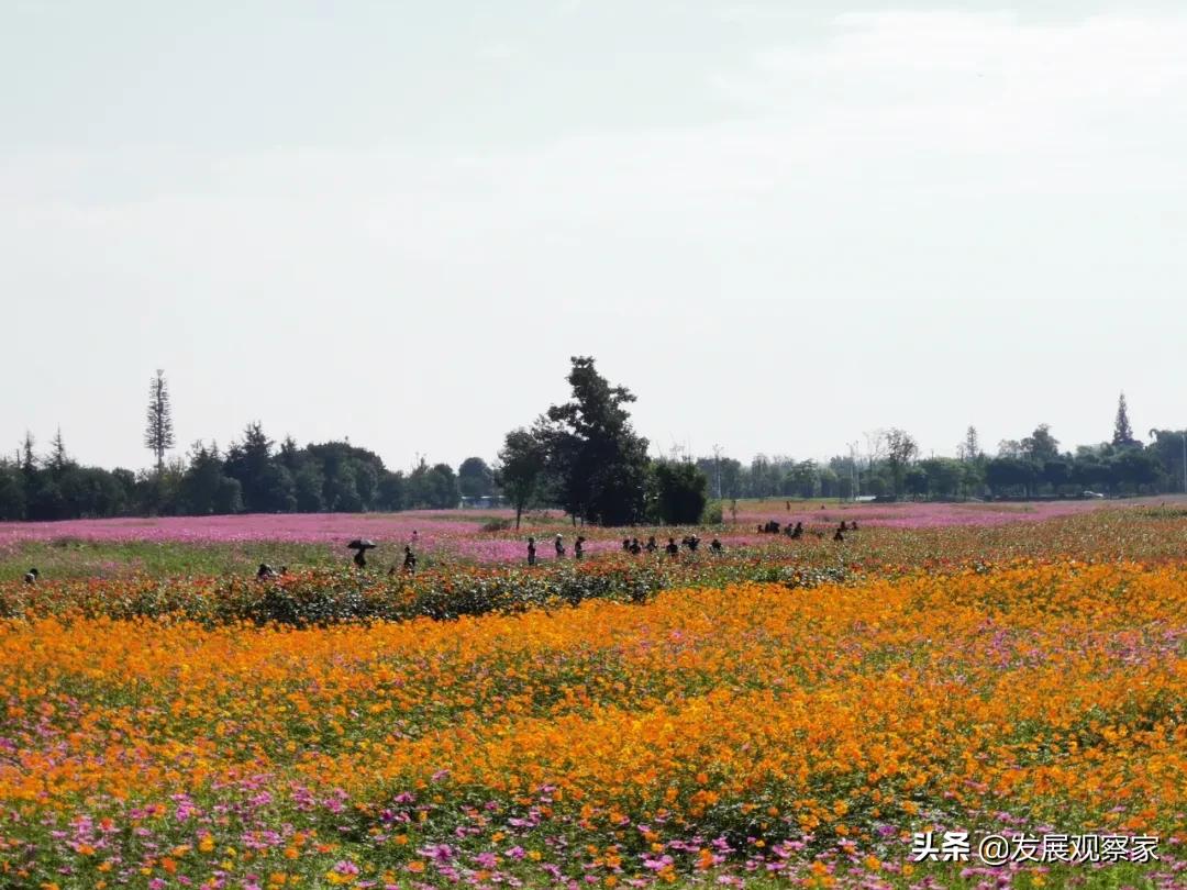 双流花海风景,双流紫色花海