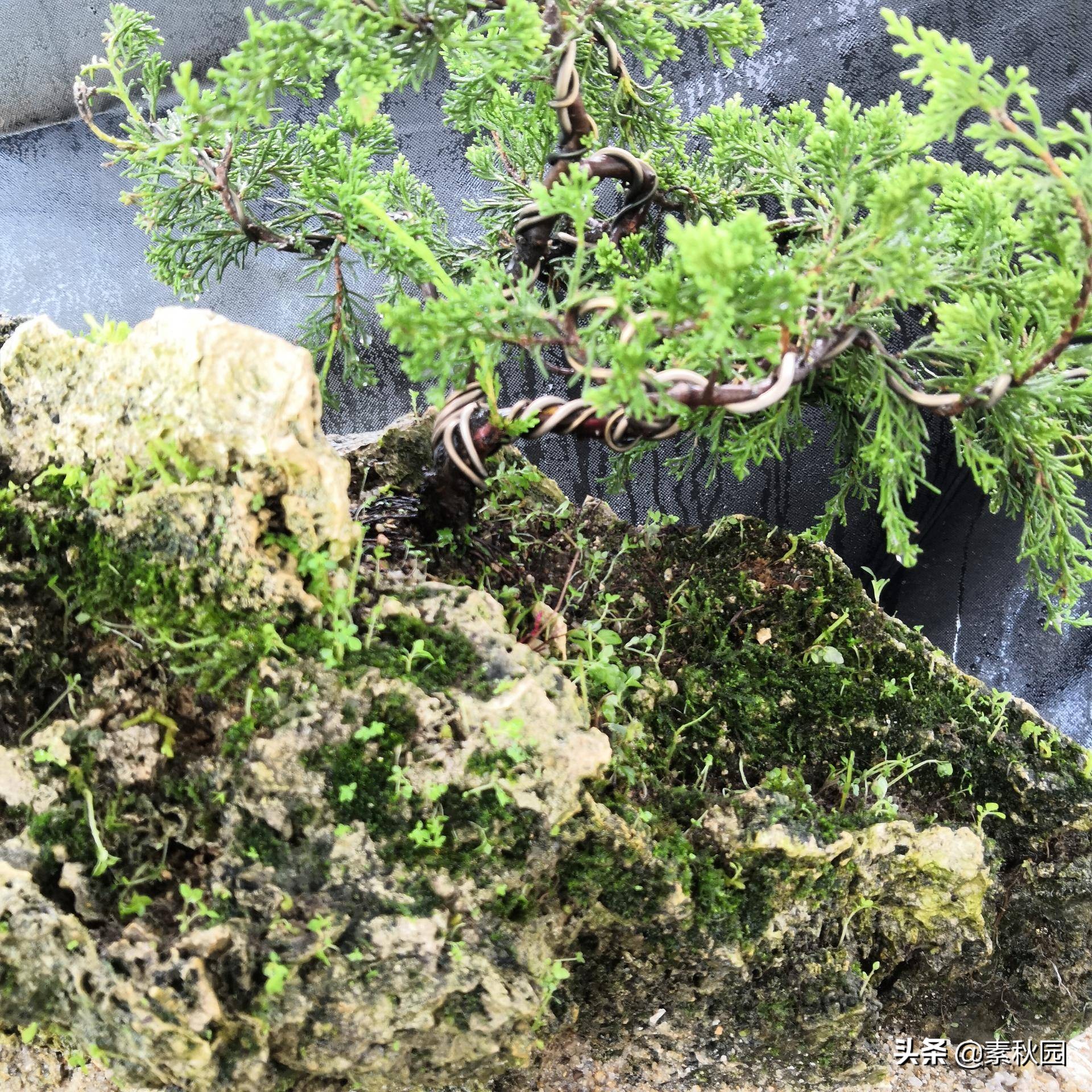 关于系鱼川真柏苗与铝线在石头上发生的那些事儿