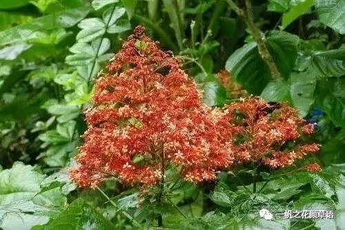 美丽赪桐（Clerodendrumspeciosissimum）