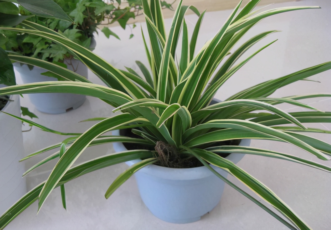 塑料桶养花的正确方法,塑料瓶子养花注意事项