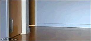 猫咪晚上跑酷一整晚,猫咪在家跑酷是开心吗