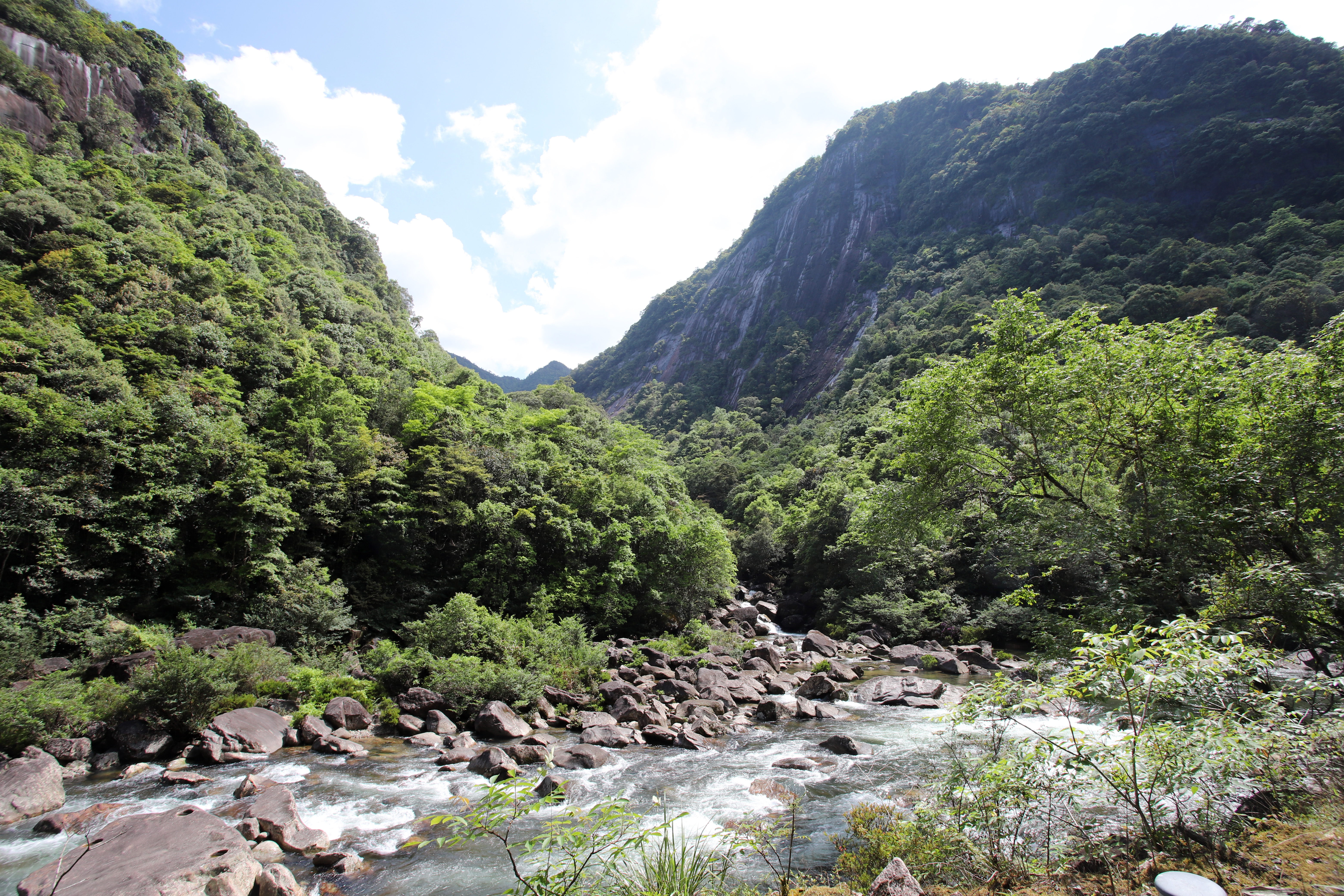 正宗武夷山桐木关武夷野茶,武夷山桐木关红茶野茶