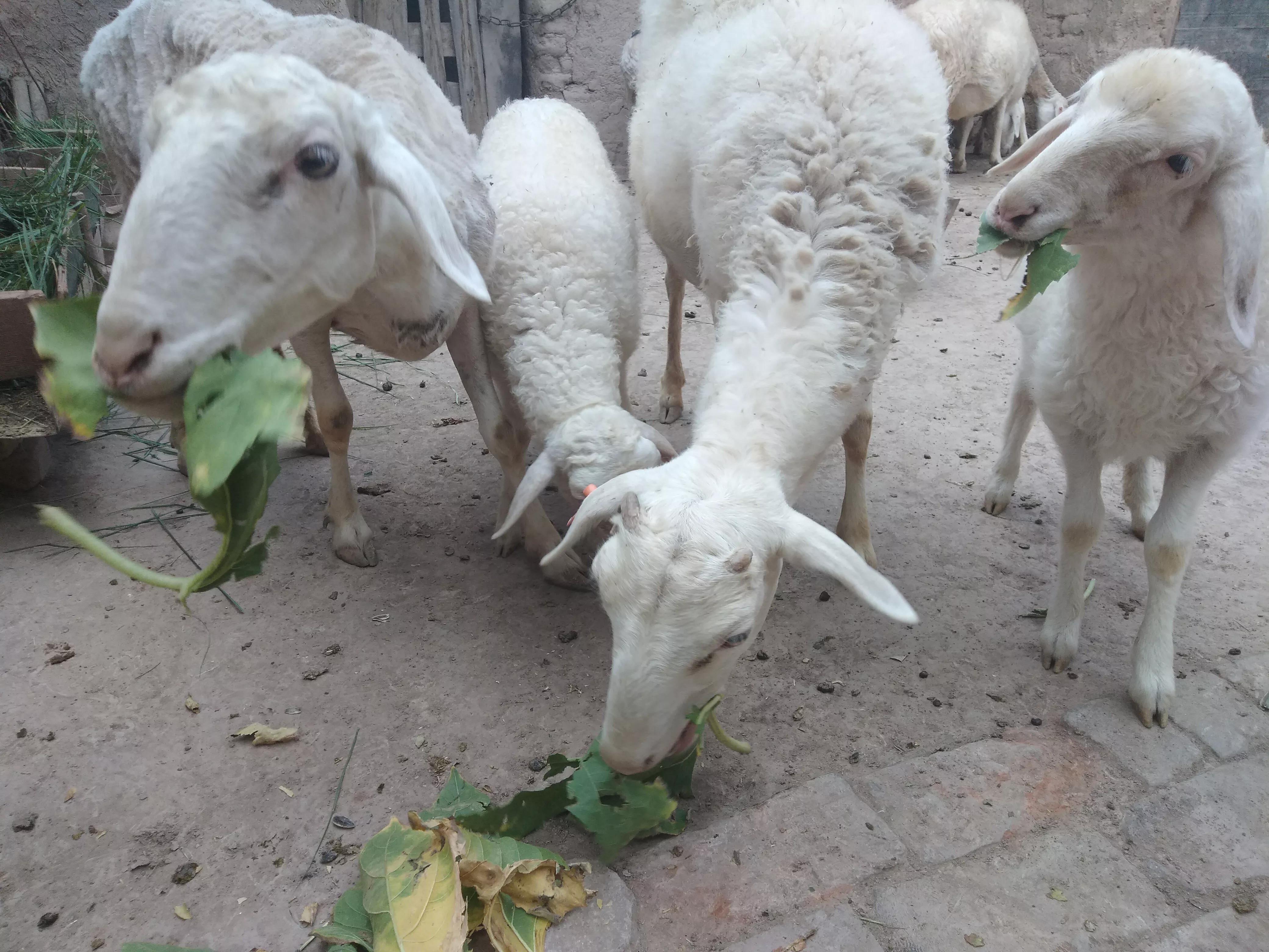 圈养羊怎么降低成本,如何圈养羊才能有好收益视频