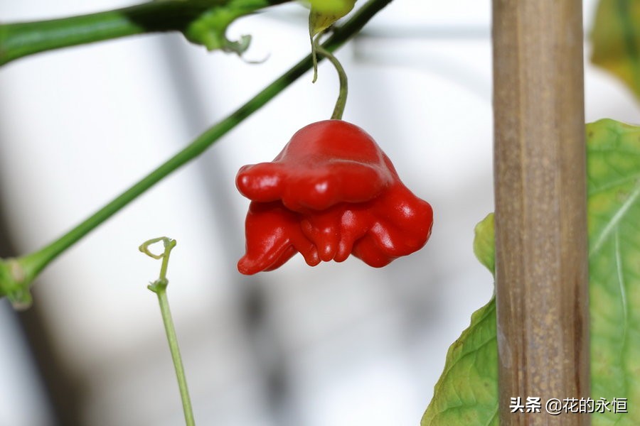结蓝色和紫色球形小果子的植物,开花像白色灯笼植物图片