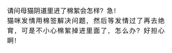辟谣!猫咪发情用棉签可以止住?小心猫咪患上子宫蓄脓