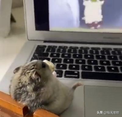 仓鼠吃仓鼠动画,仓鼠的日常生活视频动画