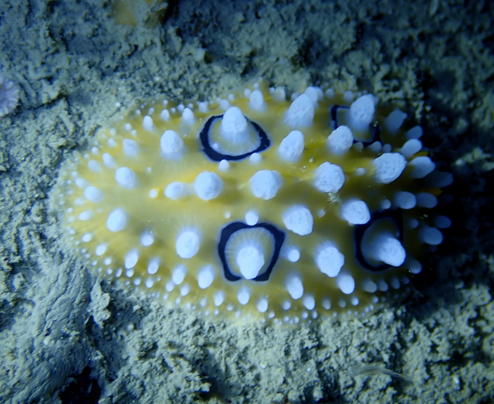 珠海海兔,它们在万山岛活得不错,明年再探望它们