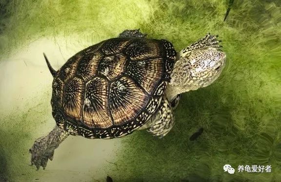 乌龟一年的生长速度,生长速度最快的乌龟