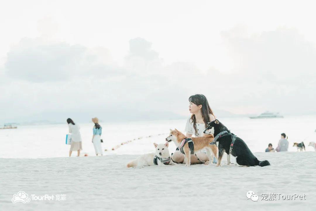 带着宠物去旅行的日常生活,想带着宠物一起旅游哪种好