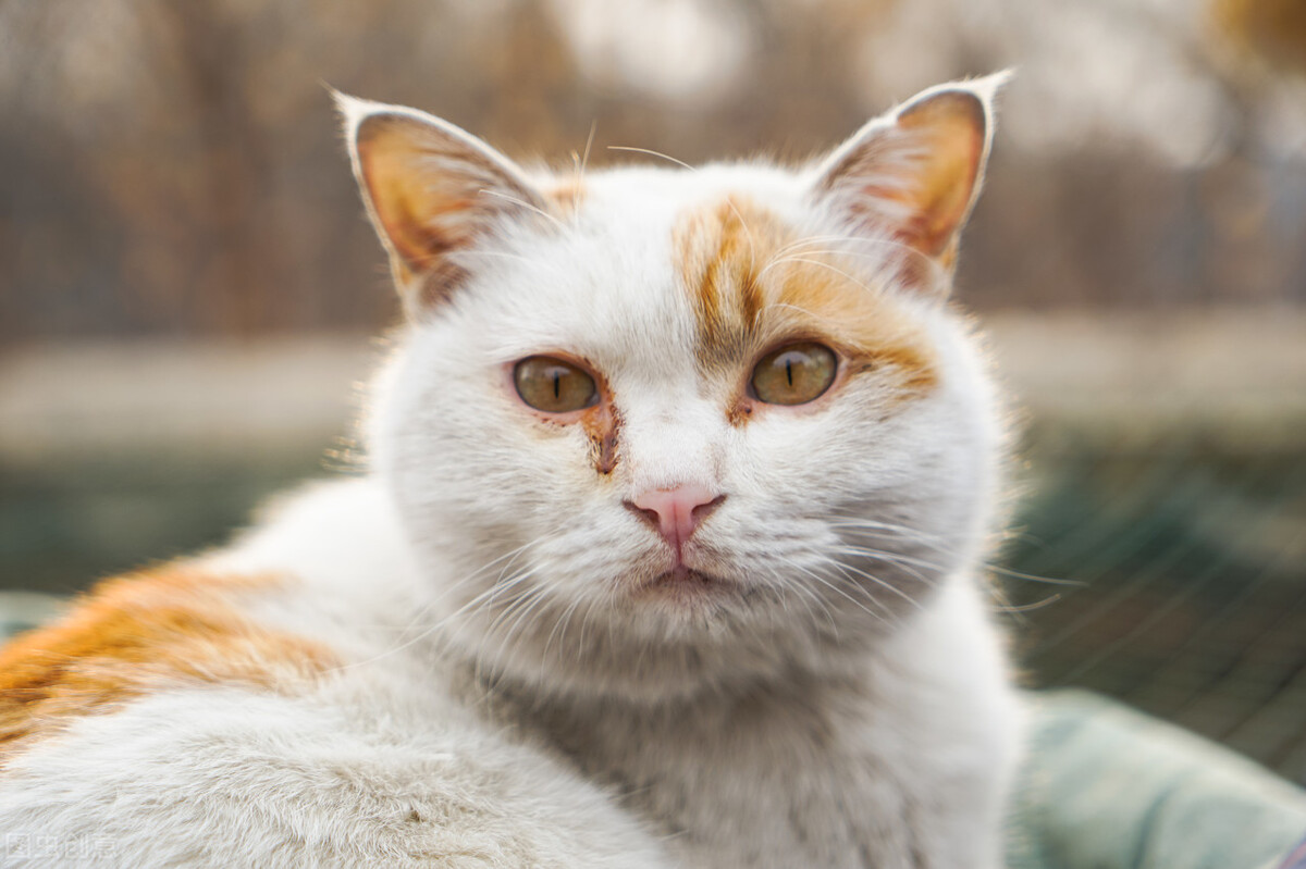 母猫发情怎么剃毛,母猫屁股翘起来踮着脚是什么意思