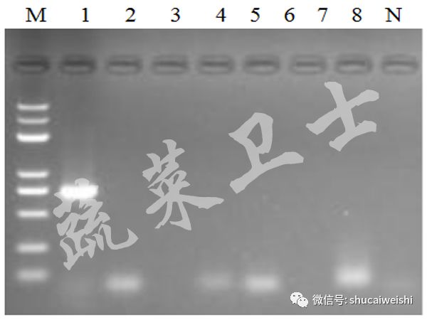 番茄果实畸形,西红柿花叶病毒对果实影响