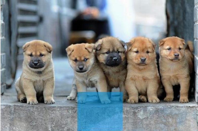 公认最好养的5种狗,目前最受欢迎的狗是什么狗