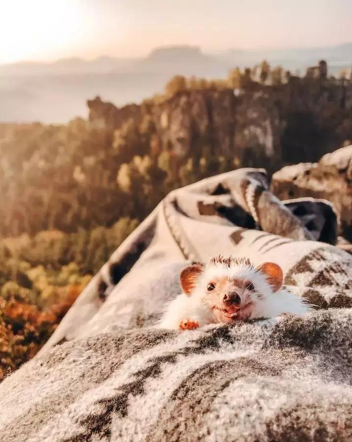 Ins上最火的网红小刺猬,拍写真,出自传,住别墅