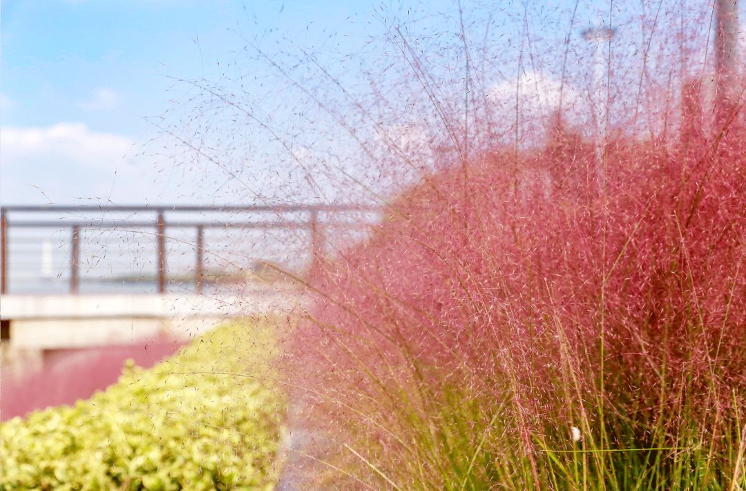 一到秋天南京就成了金陵,一入秋南京就成了金陵