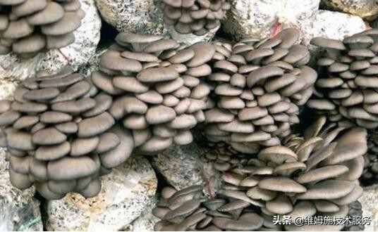 新型大棚种植香菇,椴木香菇种植技术