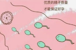 从精子质量可以看出肾的好坏吗,高质量男性精子状态
