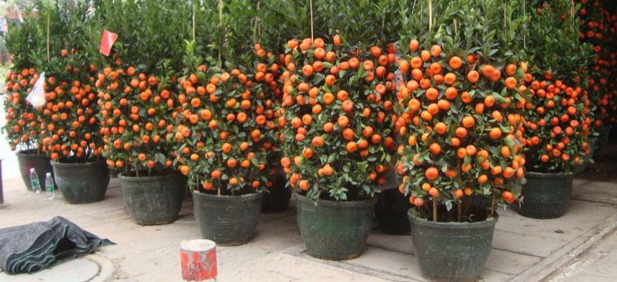 如何打造生态农庄,生态农庄经营方案