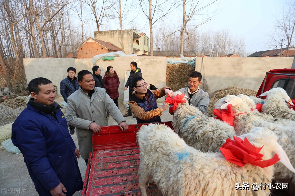 返乡创业农民可以试试这几个生意,农村返乡创业的真实详解