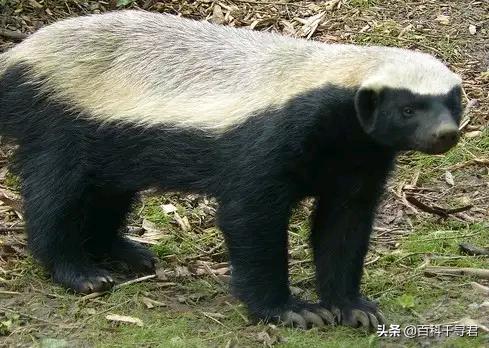 蜜獾不怕毒蛇吗,蜜獾无所畏惧