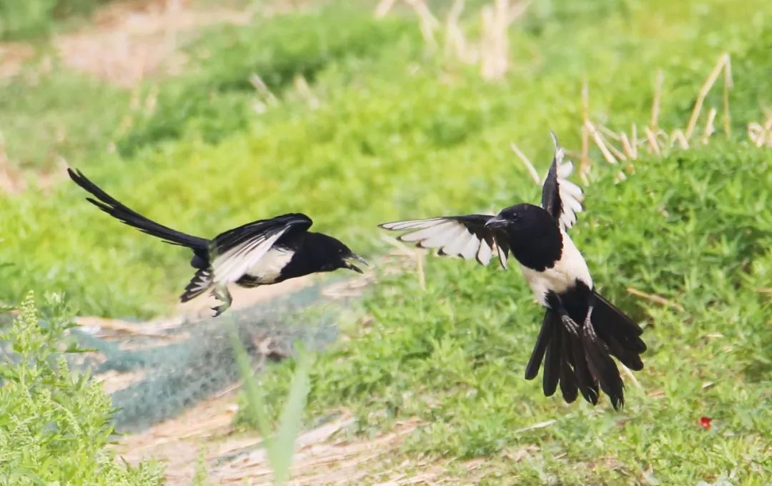 秦岭山里常见的鸟,秦岭的猛禽