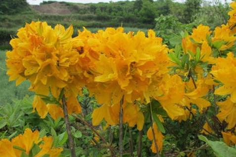 养牛户注意了，一朵美丽的花有可能就会导致牛中毒，教你咋解毒