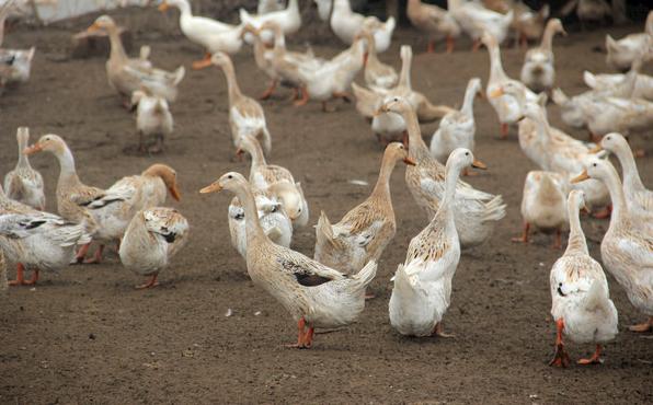 鸭禽流感的症状和表现是什么,禽流感鸡流感症状和治疗方法