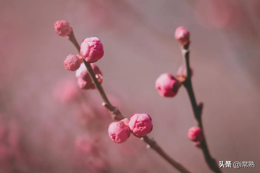 常熟旅游团春节,常熟旅游2日游