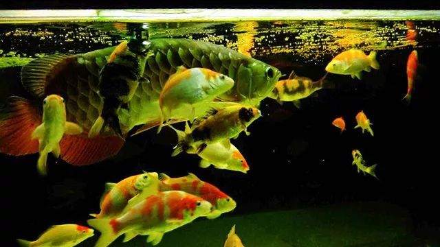 9条锦鲤和1条龙鱼混养,龙鱼招财猫和锦鲤混养