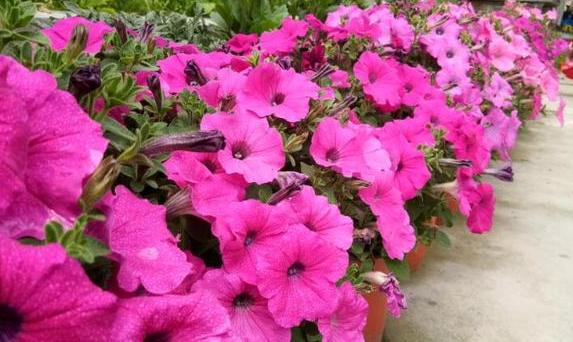 牵牛花怎么养护才能爆盆,夏天重瓣牵牛花苗怎么养