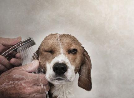 养狗小知识不能吃什么,养狗不知道的秘密