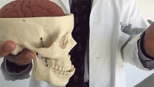 泰森的颈桥动作,泰森是如何锻炼肌肉的