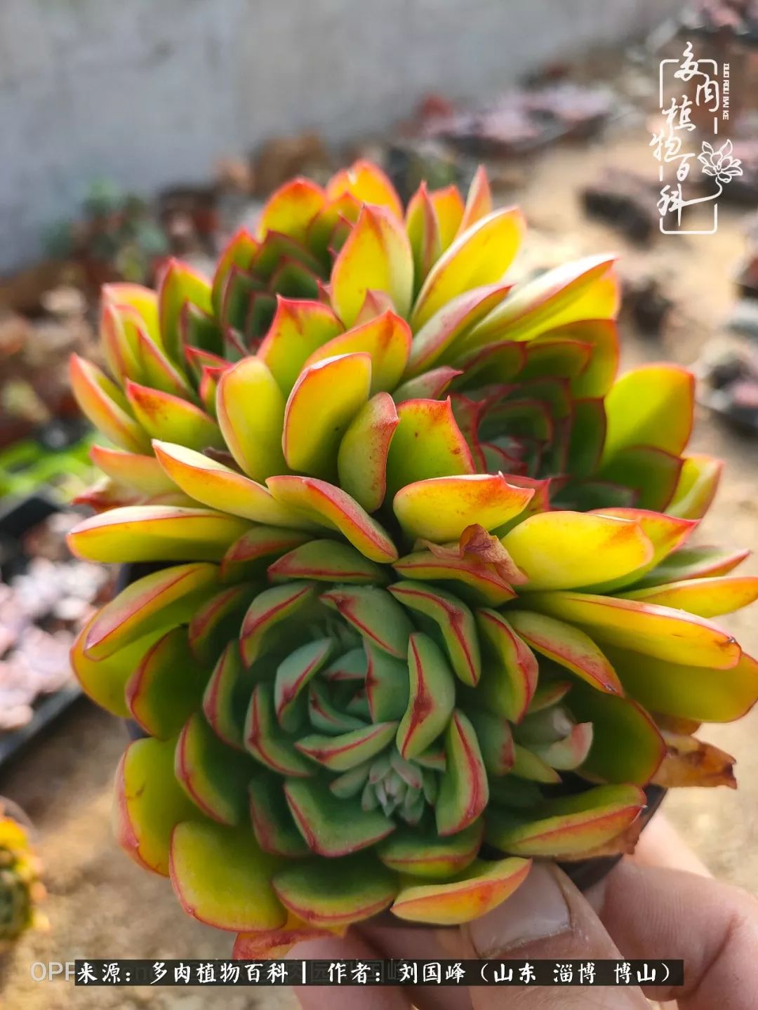 冬季室温20度以上多肉怎么养,贵的不一定就是好的便宜的