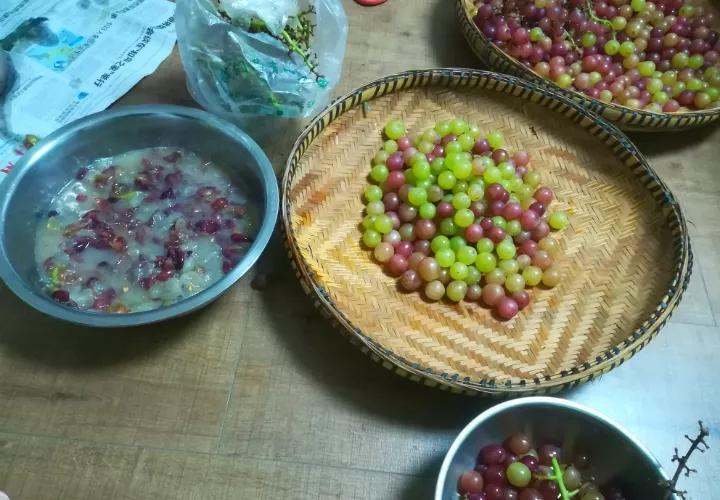 做到这几点绿萝绝对会疯长不停,绿萝有一个小机关打开它立马疯长