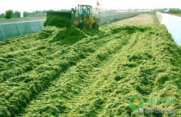 青贮玉米秸秆晒干了如何喂羊,秸秆青贮与牛羊养殖实践办法介绍