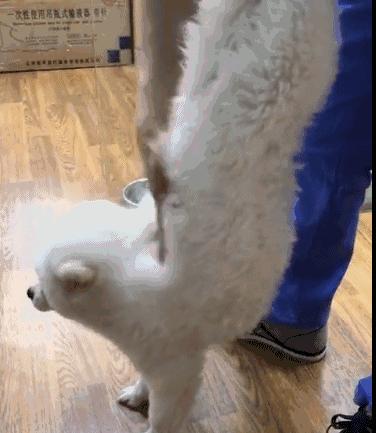 狗狗中毒急救措施,狗狗中毒怎么急救