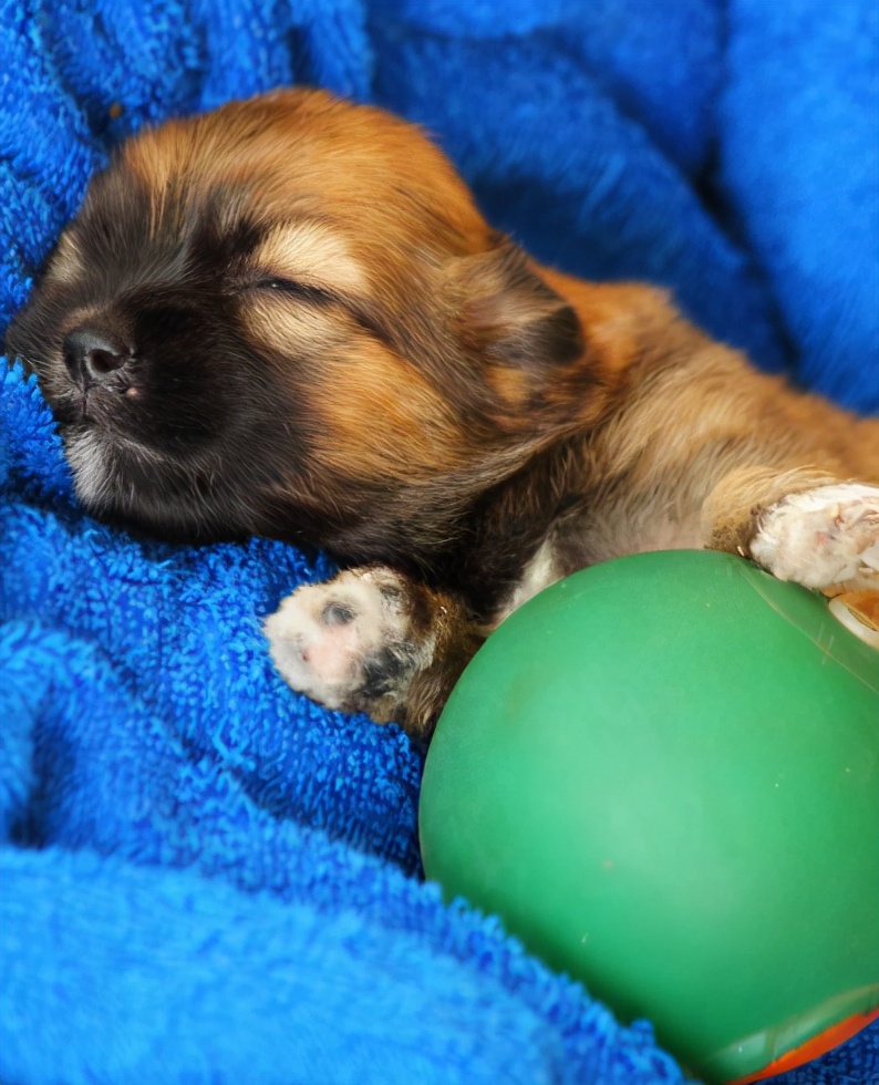 小狗带回来要注意些什么,小狗刚抱回注意事项