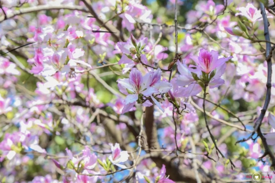 足不出户欣赏美丽的云南风景,攀枝花3月赏花景点