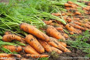 如何判断猪肉是否含激素,怎么检测猪肉里面的激素含量