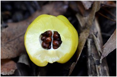 药用的木瓜是平常用的木瓜可以吗,药物木瓜和平常吃的木瓜有啥区别
