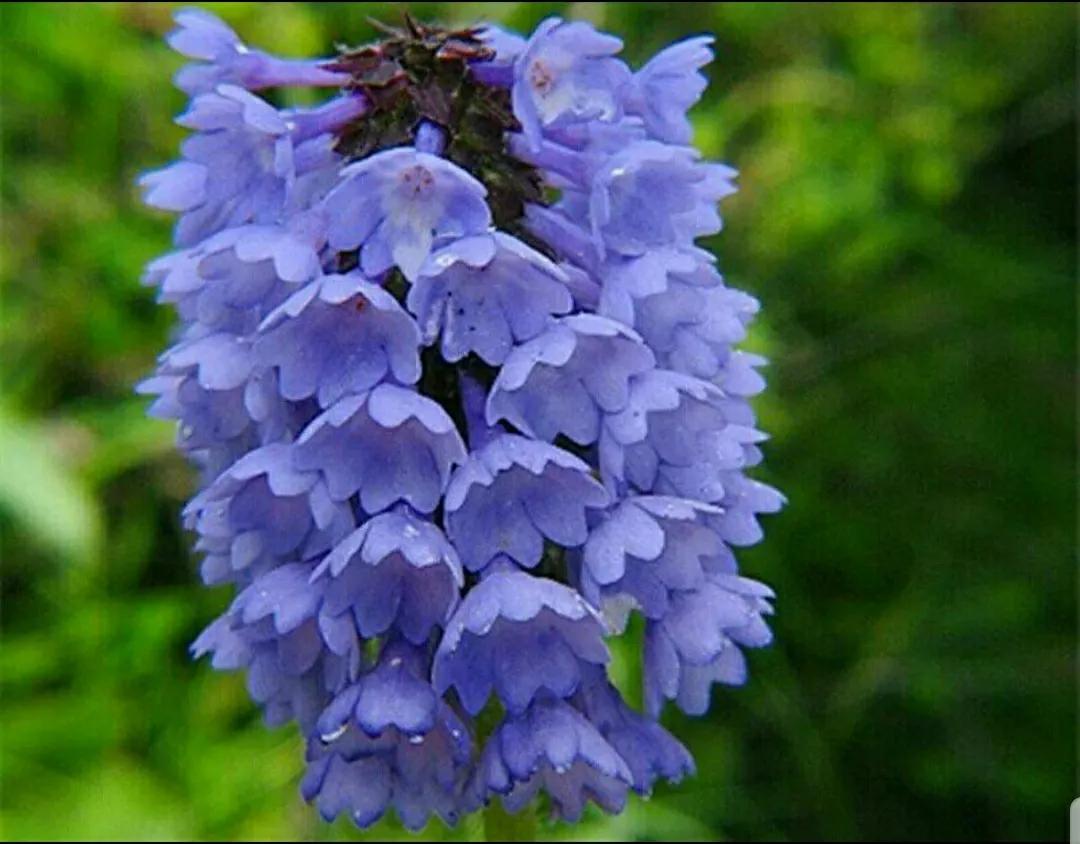 芳踪难觅濒危花!清新治愈篇:沙漠高原是吾家,豹子花的春天来了