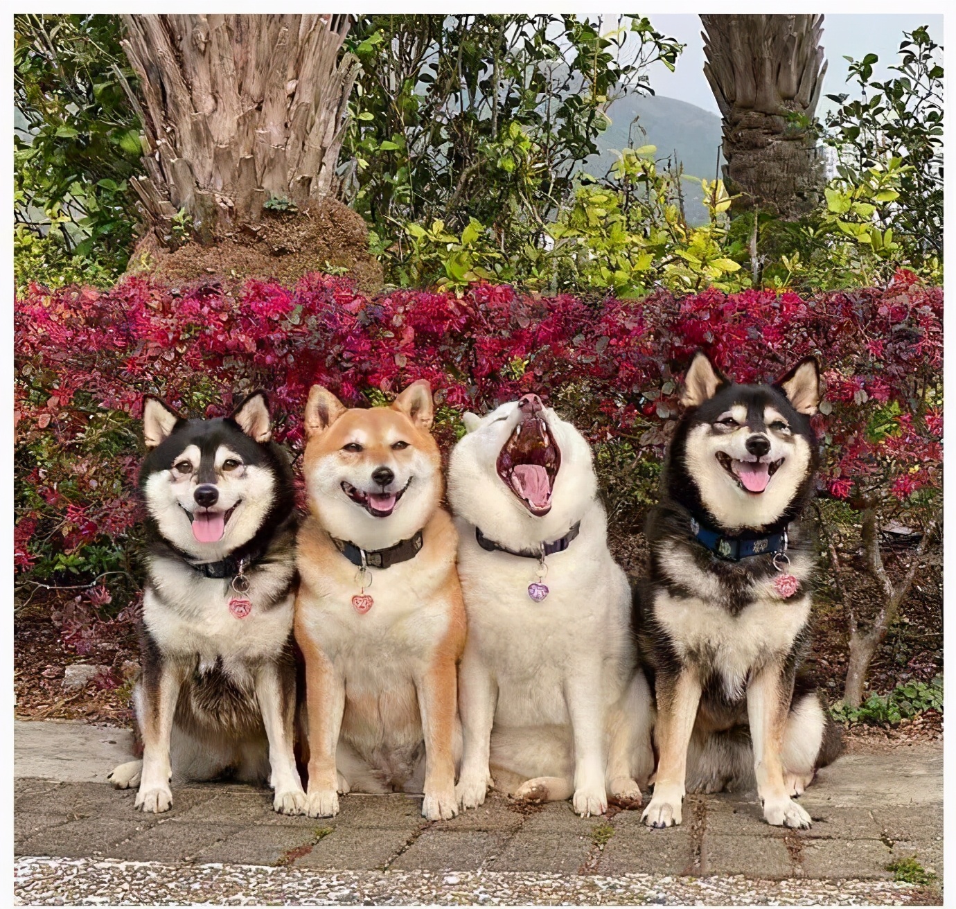 买一条柴犬大概多少钱,现在一只柴犬多少钱哪买最合适