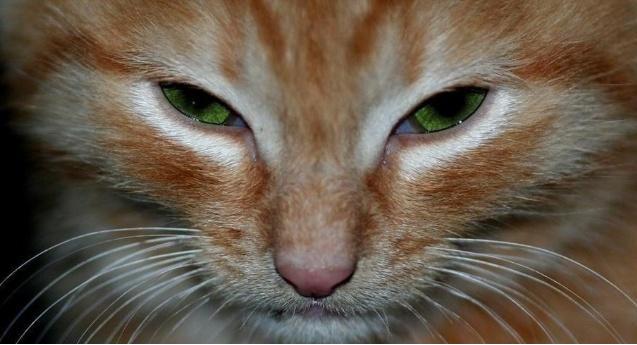 你知道猫咪的胡须为什么不能剪吗,为什么猫咪的胡须不能剪