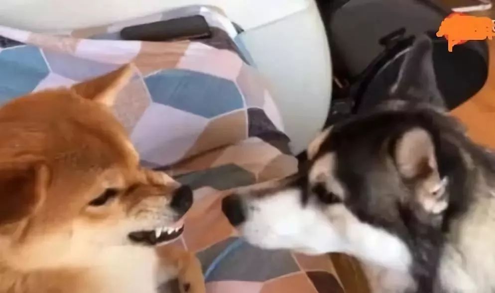 什么狗能打得过二哈,一群狗打二哈吓腿软