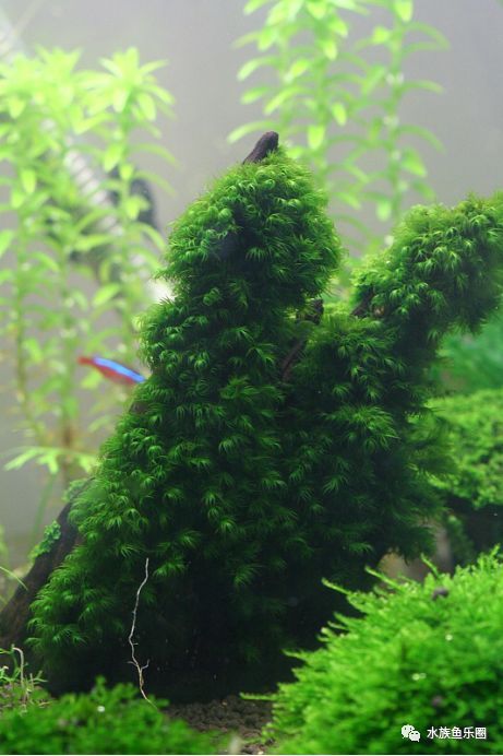 皇冠水草品种大全,亚马逊水草品种